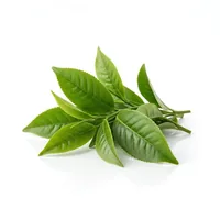 Green Tea Leaf Extract